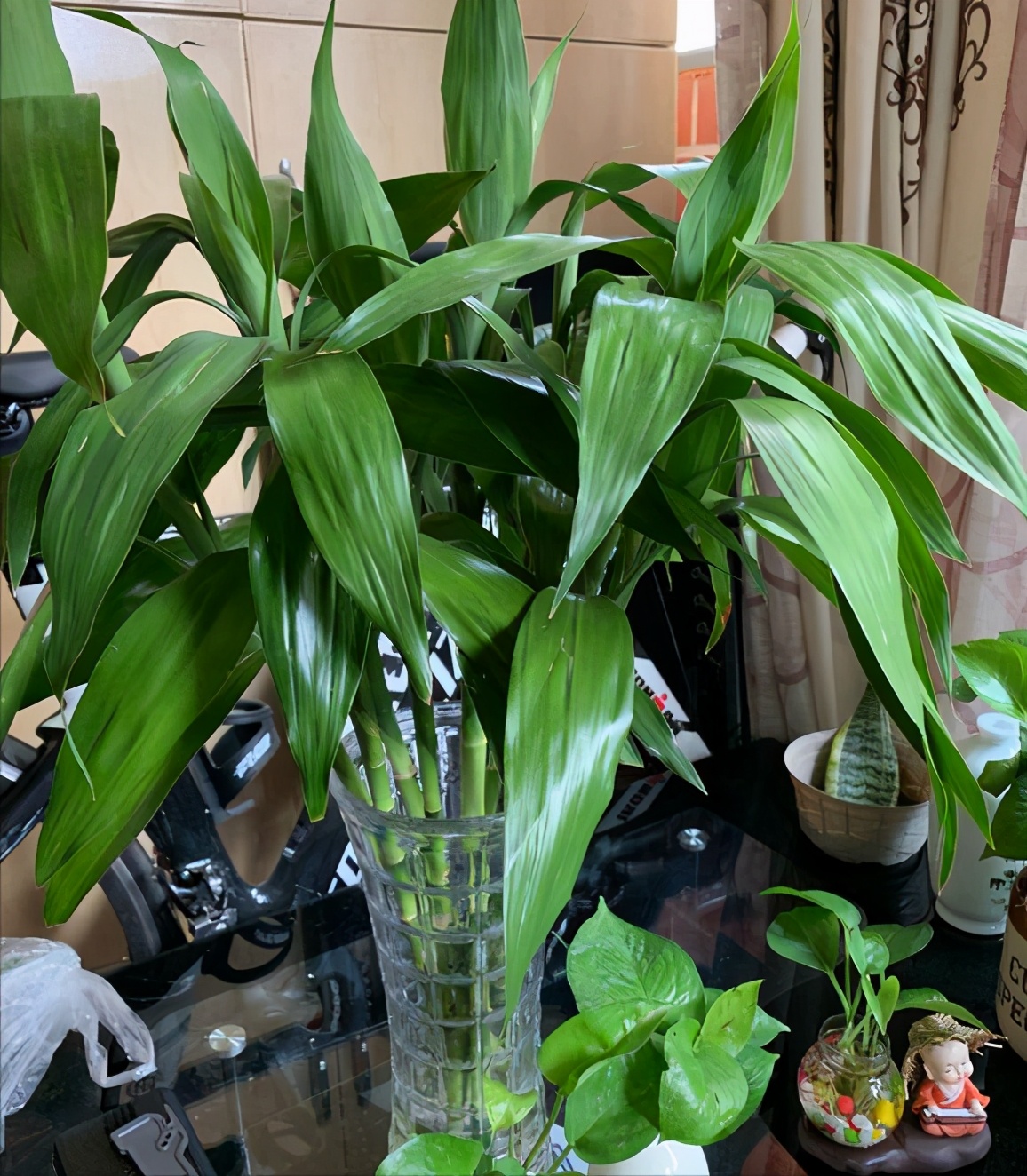 富贵竹黄叶是缺什么,富贵竹都黄叶了的视频