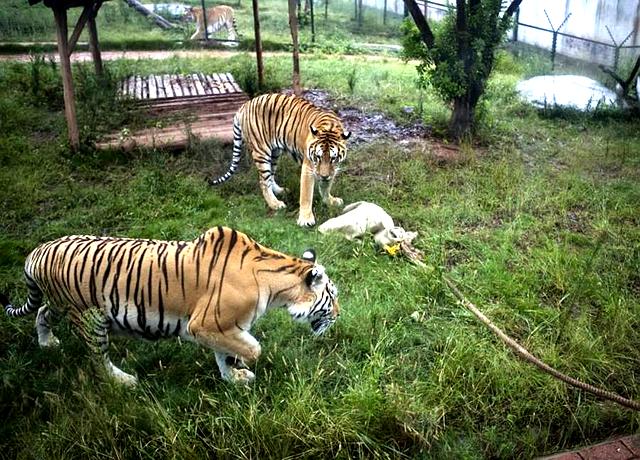 圈虎行全文,圈虎行诗句