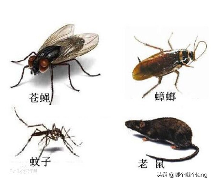 虫害管控的常见设施有哪些,除四害消杀工作