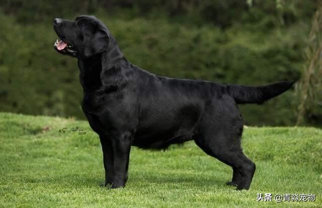 有什么办法能让拉布拉多饿,拉布拉多怕冷吗多少度合适