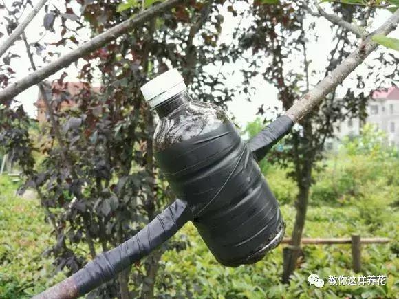塑料瓶扔了就是扔钱！用来养花就是宝贝，看到了快捡！