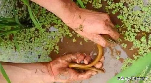 十种最好吃的河鲜,最常见美味的河鲜