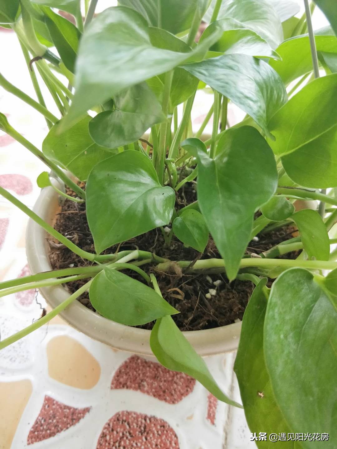 水培绿萝的叶子为什么卷曲不舒展,绿萝新长出来的叶子为什么卷曲