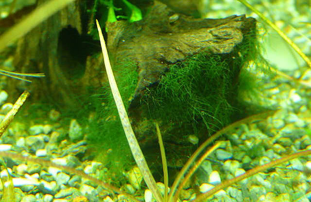 鱼缸爆缸水草怎么处理,鱼缸爆藻的最佳方法