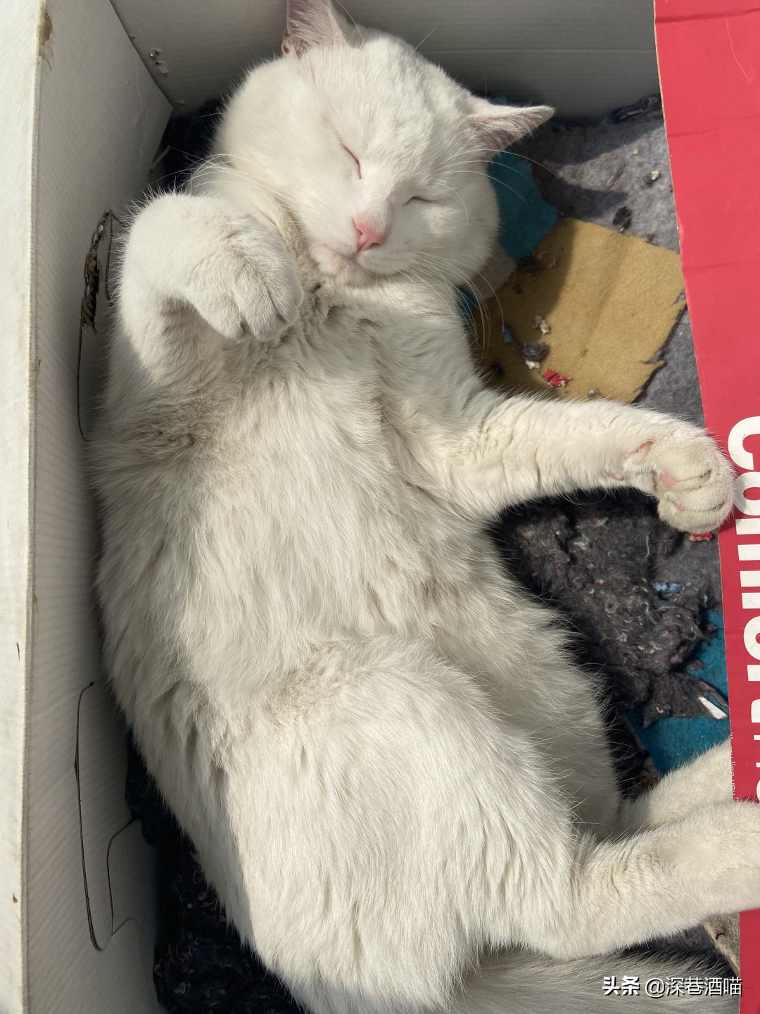 中国的田园犬有多聪明,田园猫的身体素质有多强