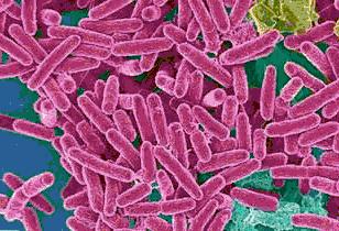 菜板抗菌与不抗菌,菜板比厕所还臭