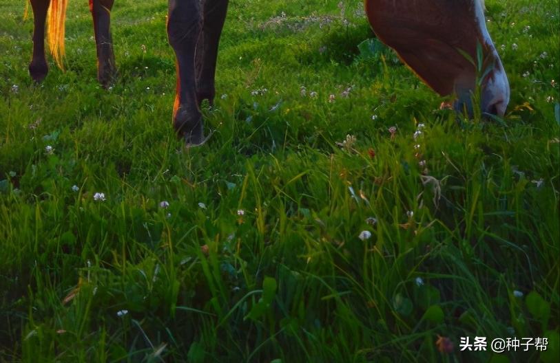 养牛全部买草料好还是自己种的好,养牛种牧草划算还是种玉米划算