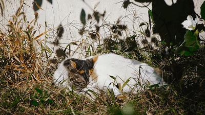 三伏天来了怎样避暑,三伏天避暑地点