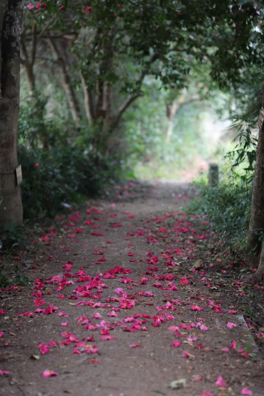 极边之城腾冲,来这里必做的八件事,否则白来了
