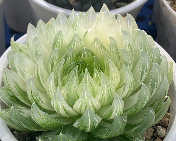 多肉植物一年四季可以晒太阳吗,夏季怕热怕晒的多肉植物