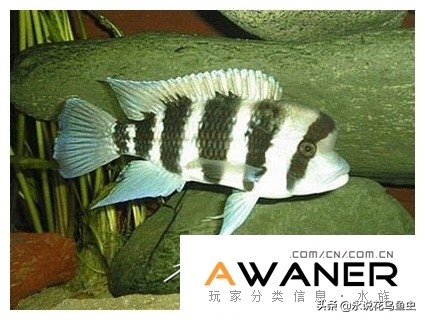 慈鲷品种及图片,慈鲷科都有哪些厉害的品种