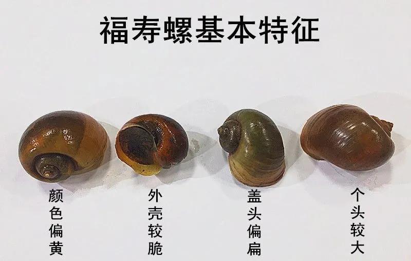 外卖点来的这份“霸王田螺”，医生建议：不要吃