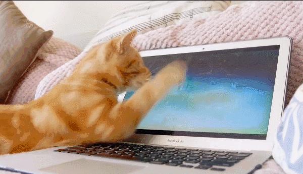 千万不要和对象一起养猫,为什么不能和养猫的男生谈恋爱