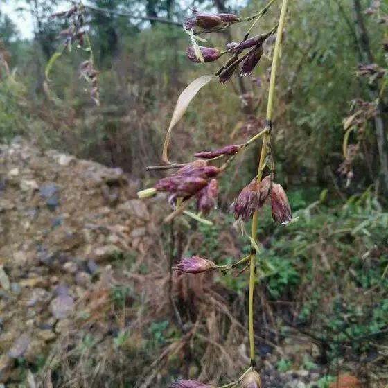竹子开花，百年难遇的奇闻怪事，生命的最后绽放