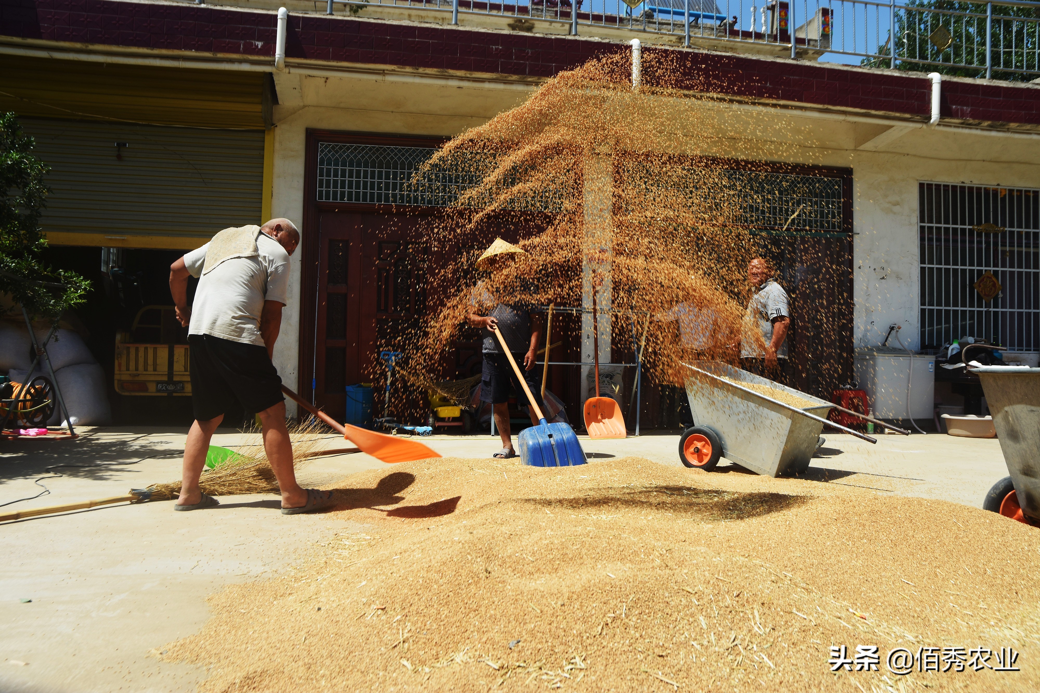 小麦田间杂草如何防治,小麦常见病防治方案