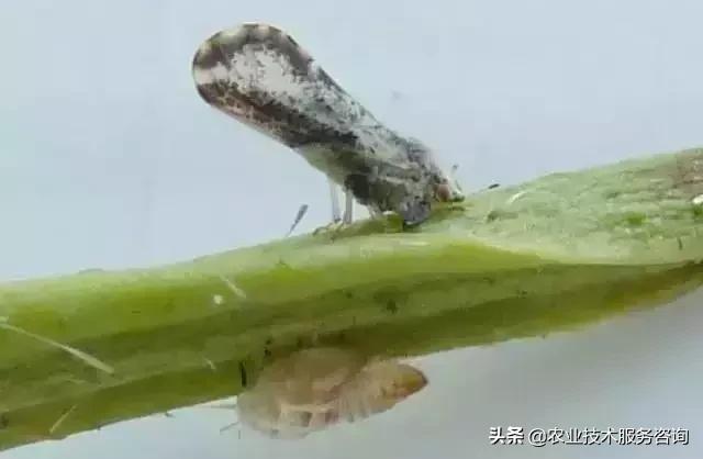 柑橘虫害高清图谱及防治方法,柑橘虫害物理消灭