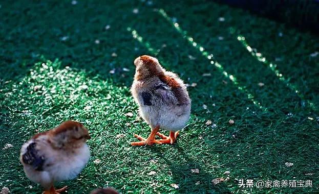 强力霉素的功能与主治用法,强力霉素怎么使用效果最好