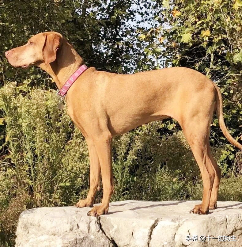 狗狗误食巧克力后有什么反应症状,狗狗要是误食巧克力会有什么反应