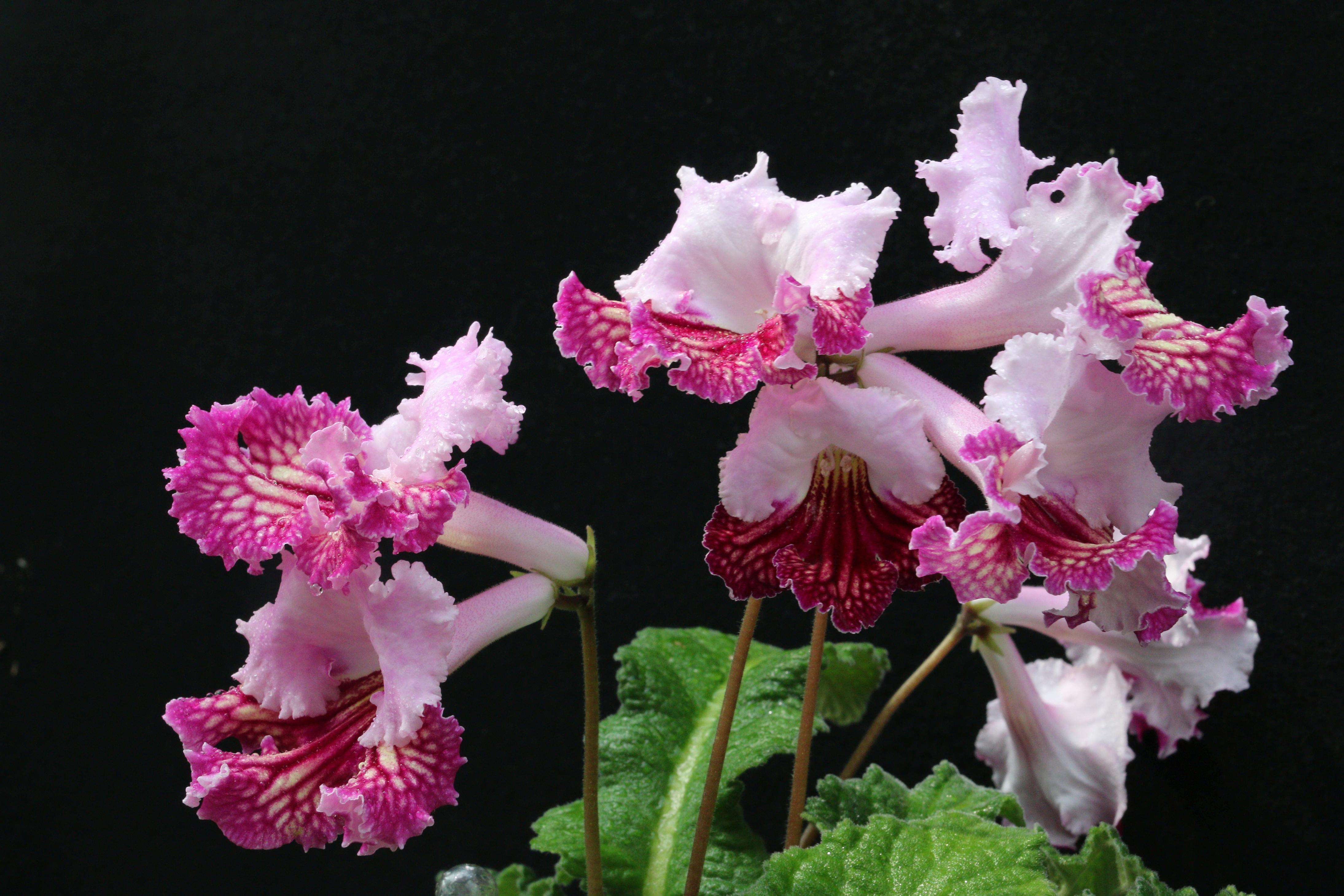 不小心打翻一盆花怎么补救,花盆土里常见有哪些虫