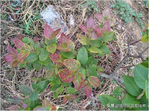蓝莓叶片边缘焦枯是什么病害,蓝莓在高温下有哪些病害