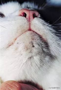 猫咪黑下巴毛囊炎的终极解决办法,猫咪有毛囊炎胡须还能长出来吗