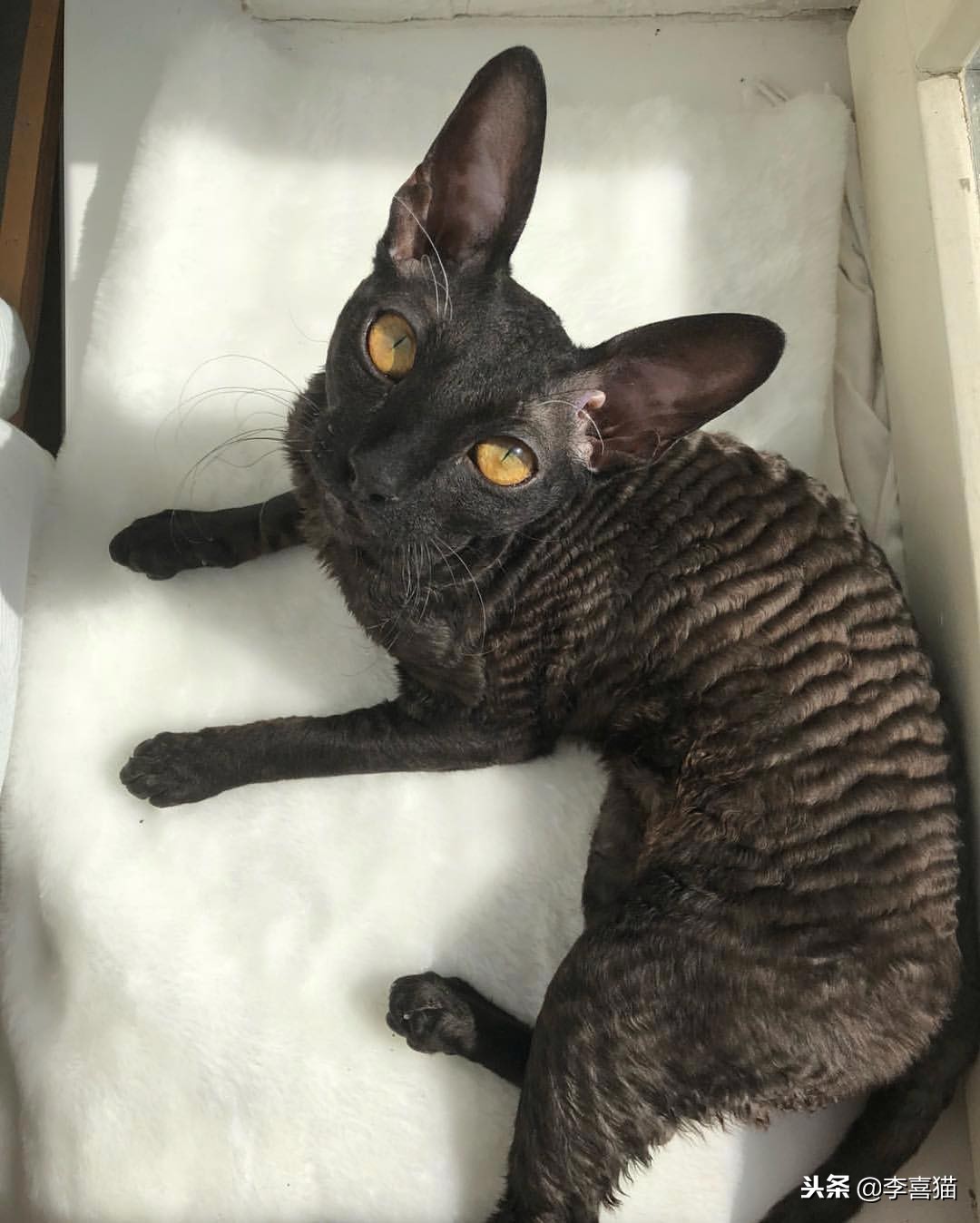 各种猫咪不同的外表和性格,不同品种的猫咪特点