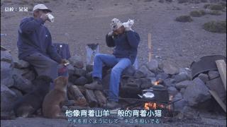 大家都在争抢猫爪杯？吸猫的最高境界，带着摄影机“猫步走天下”