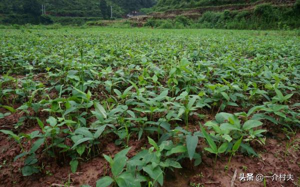 玉米地一种常见野草,农民见了就拔,却不知其比玉米贵50倍