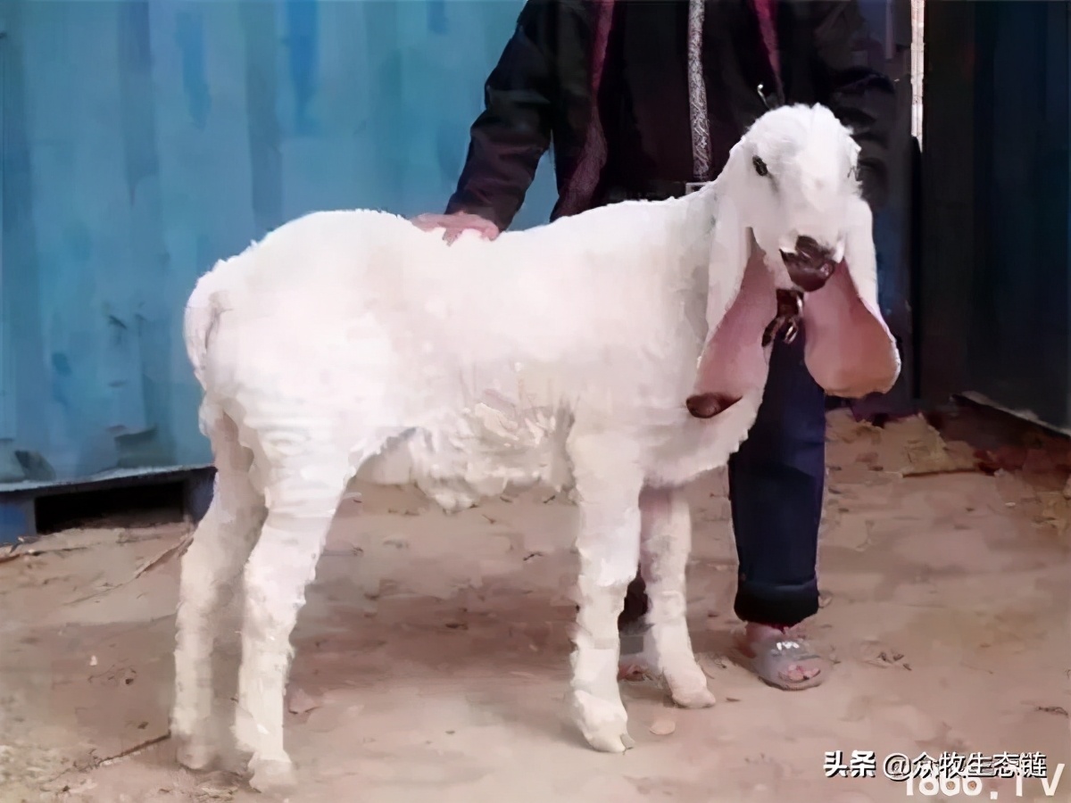 世界上最好的羊是哪个羊,世界最好的羊排名前十