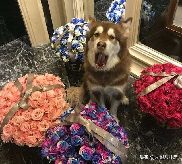 王思聪在哪家买的鸭子,王思聪为什么养鸭