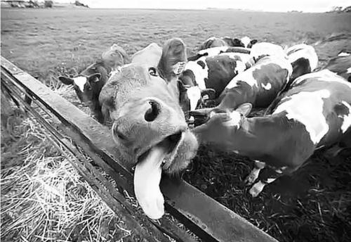 你知道人为什么要吃东西吗,你知道为啥人不能吃得太饱吗