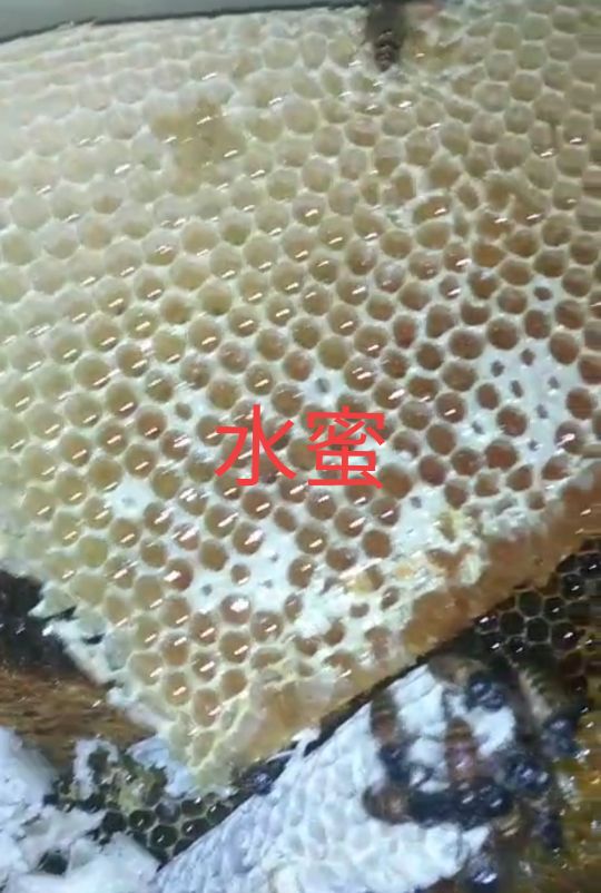 蜂蜜浓度视频,测蜂蜜浓度仪器