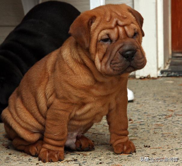 十种好养的宠物狗品种,100种可爱的狗