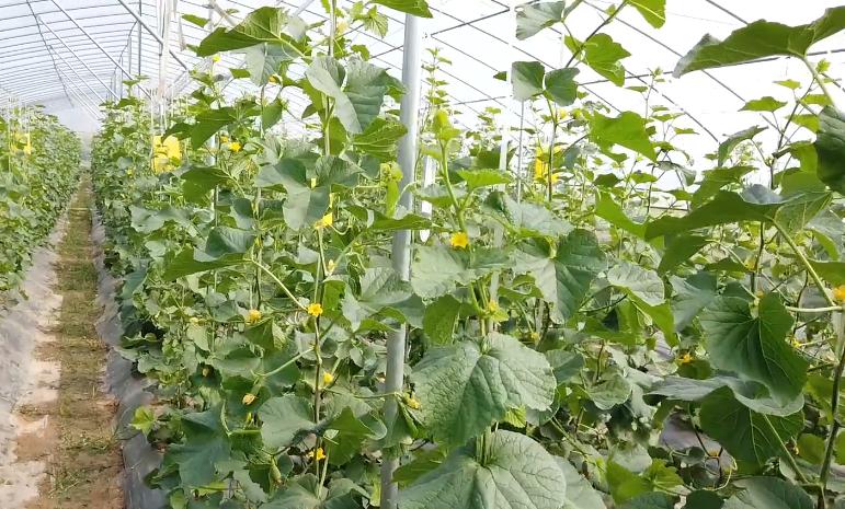 小苏打加什么能防治蔬菜病虫害,用小苏打种蔬菜防病又增产