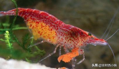 新手买观赏虾最好养殖什么,观赏虾的养殖方法和注意点有哪些