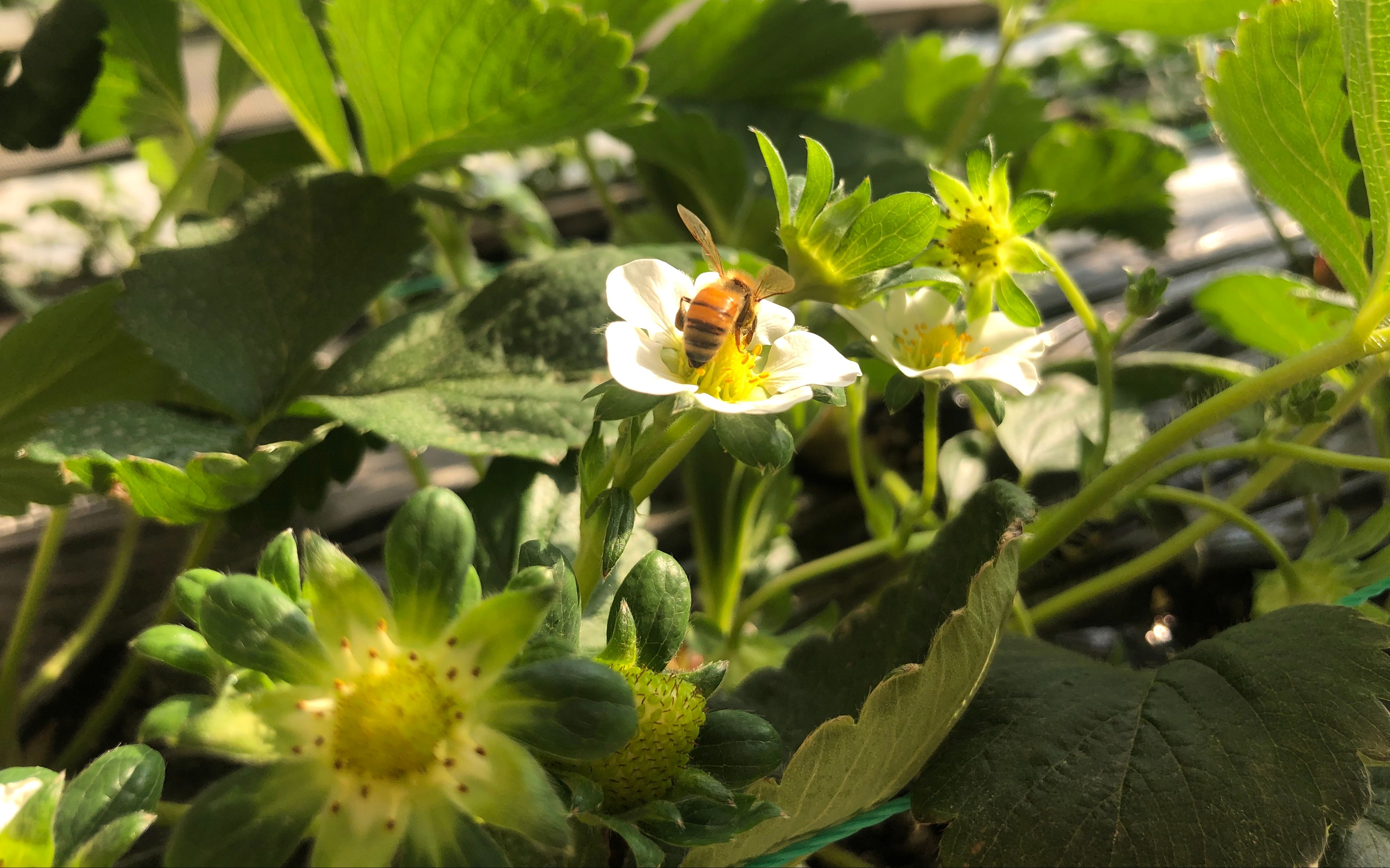 北方冷棚种植草莓,北京冷棚草莓种植