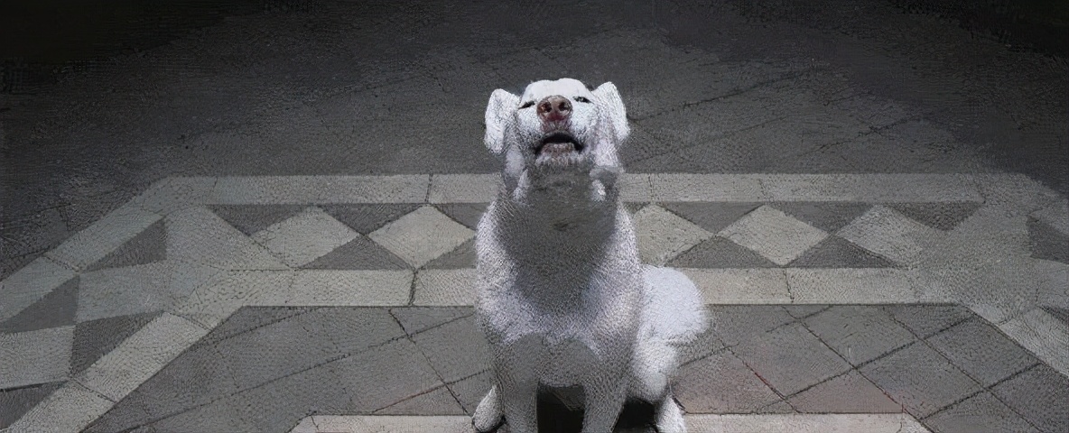 不办狗证狗被抓,不办狗证的狗被抓走会怎样