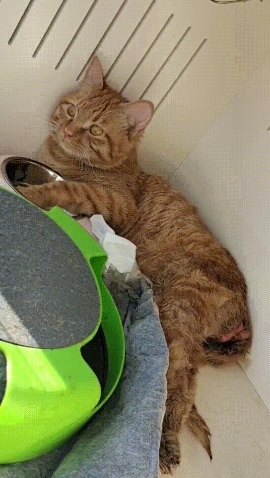 瘫痪猫怎么养,瘫痪的猫怎么喂水