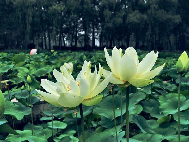 游玩赏荷花景点推荐,国家4a级景区荷花花海介绍