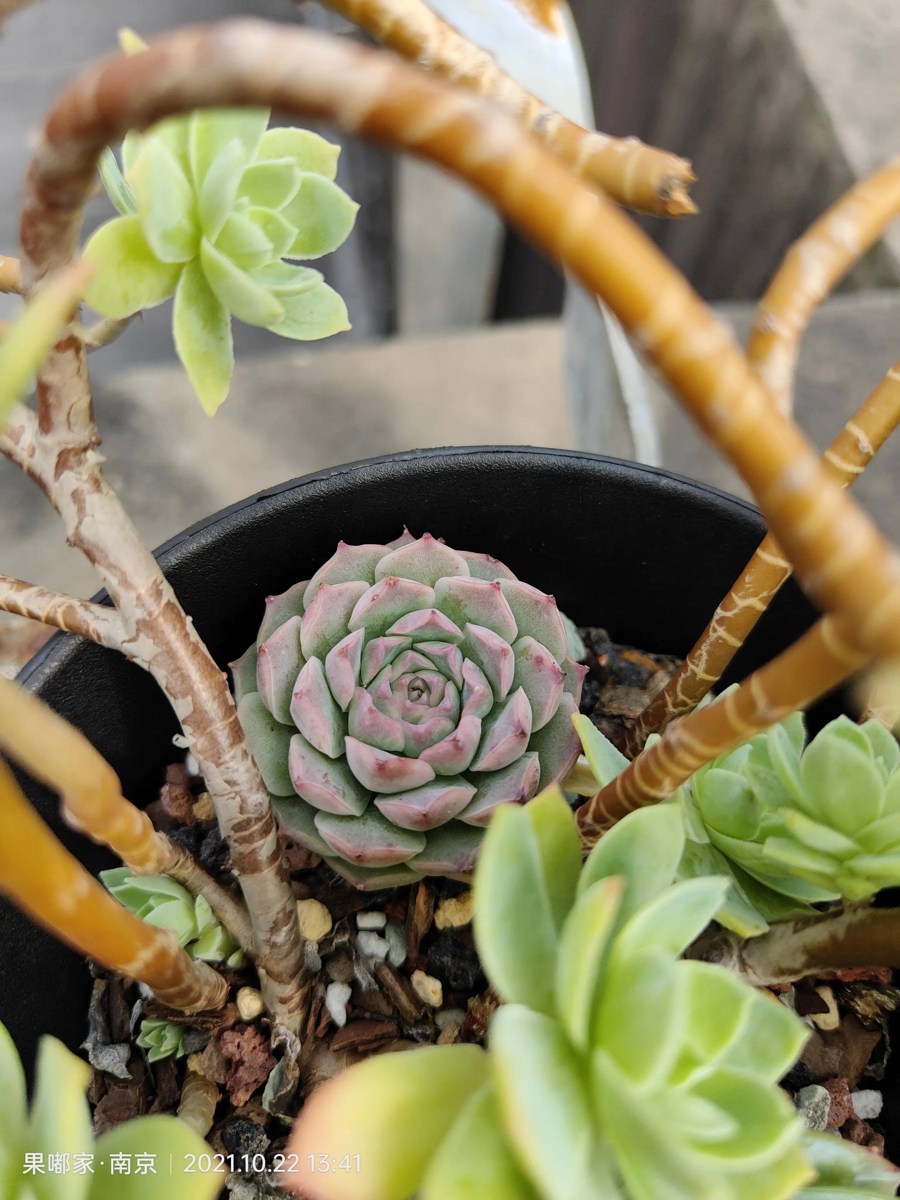 肉肉变美的季节到了,怎么把肉肉练精致