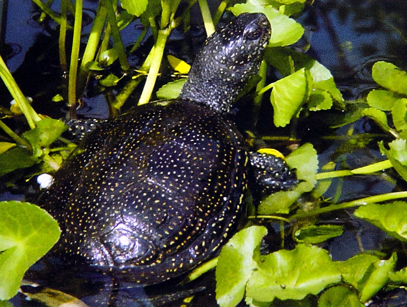 龟类纪录片,龟类图片