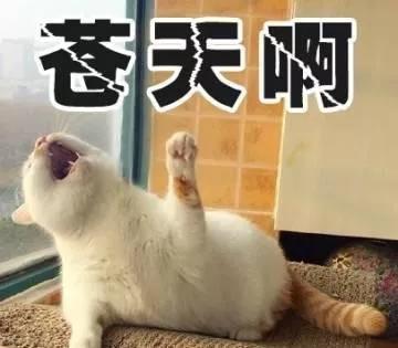 疫情期间，我家猫却发情了，我该怎么办？