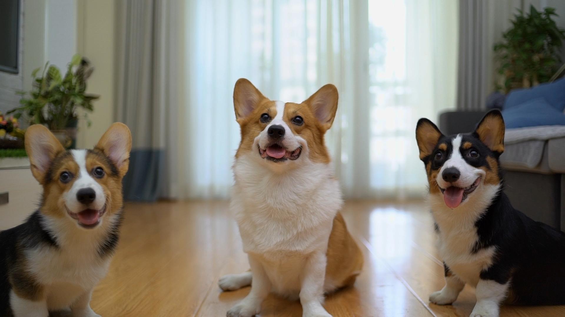 到家的狗狗在家定点小便的绝招,不让狗狗在家大小便怎么训练
