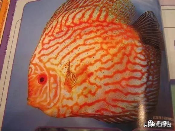 七彩神仙品系图谱,七彩神仙全系品种介绍