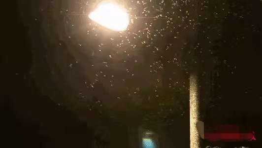 蚊子嗡嗡话你知：断崖式寒潮即将来袭