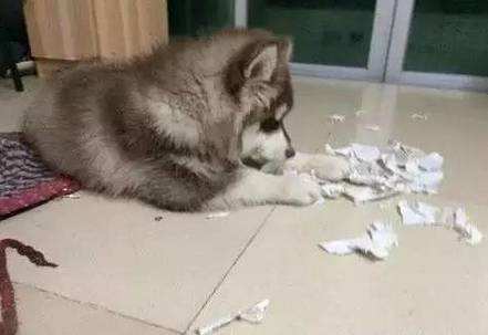 养阿拉斯加新手需要注意些什么,养阿拉斯加开销大吗