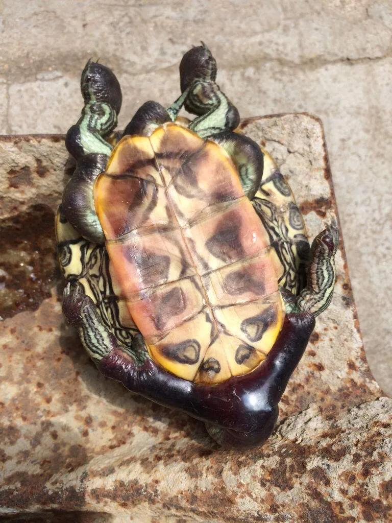 家里养龟的方法和技巧,养龟技巧视频教程全集