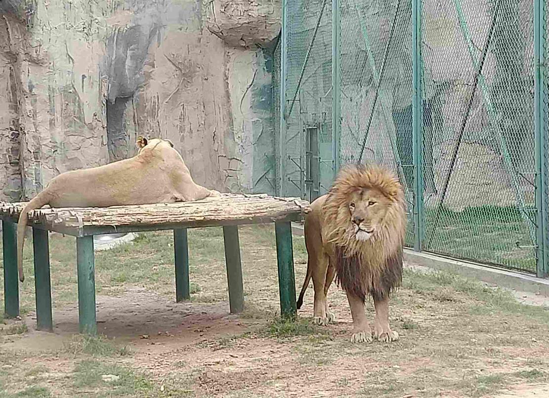 登封野生动物园什么时候建,登封动物园最新规划