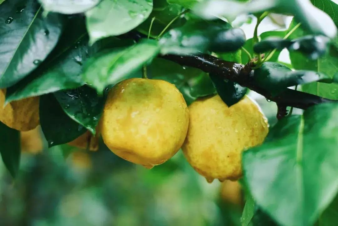 江西十大名水果,江西的十大水果