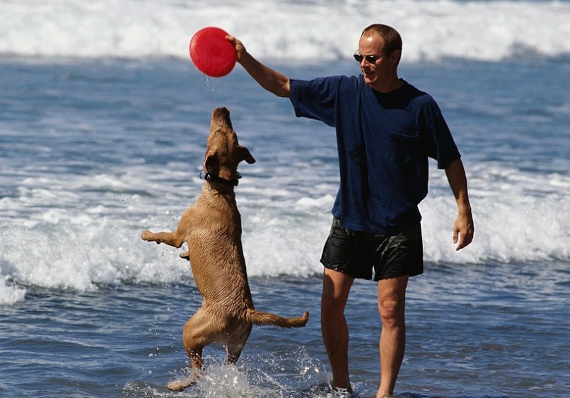 狗狗误食的症状多久出现,狗狗误食了不能吃的东西怎么办